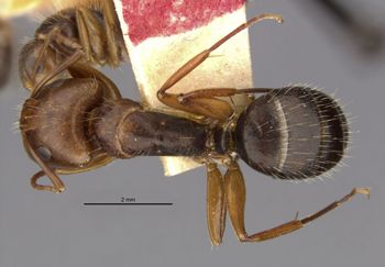 Media type: image;   Entomology 21597 Aspect: habitus dorsal view